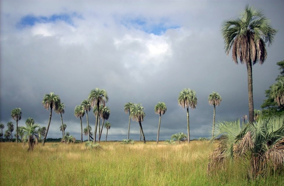 Entre Ríos suma un Área Natural Protegida y declara Monumento Natural a la Palmera Yatay