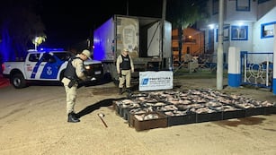 Decomisan más de una tonelada de pescados por un valor de cinco millones de pesos