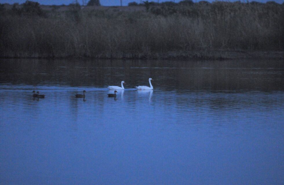 Se investiga misteriosa muerte de cientos de peces en laguna El Viborón de Maipú
