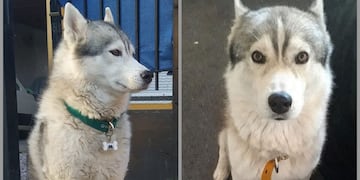 Bahía Blanca: ofrece 1 millón de pesos de recompensa por su perro perdido