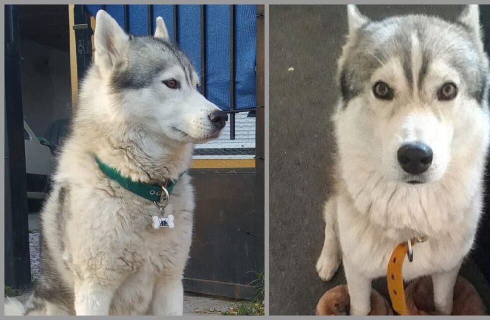 Bahía Blanca: ofrece 1 millón de pesos de recompensa por su perro perdido