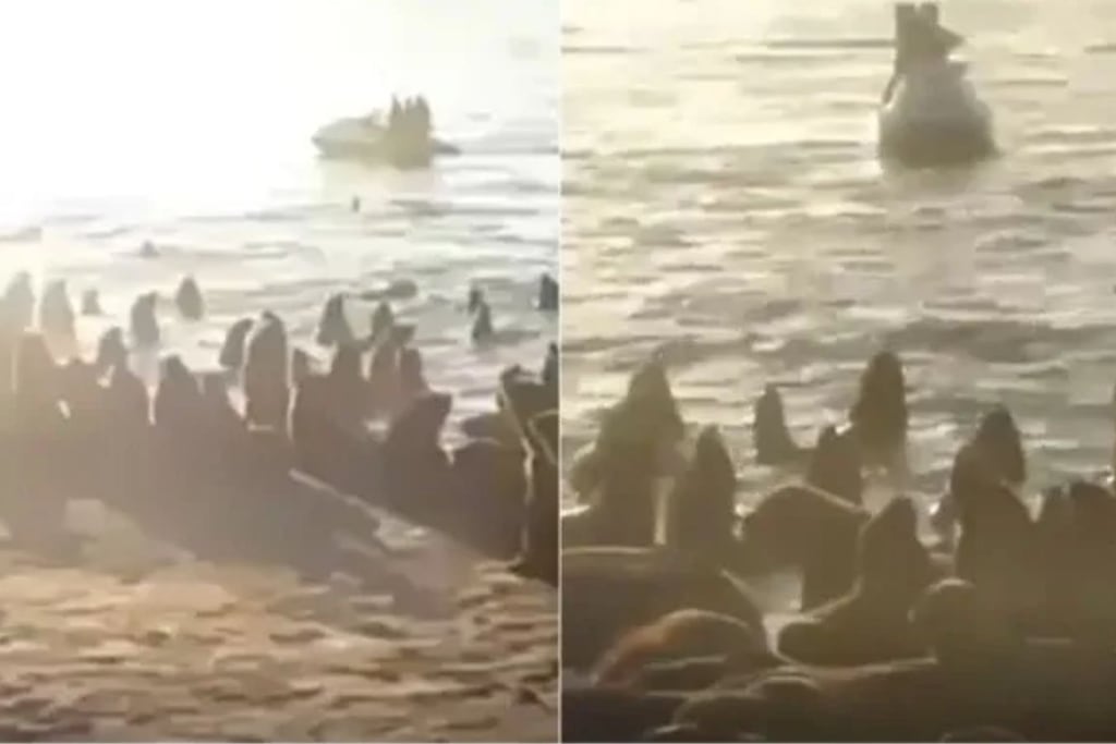 El video del hombre que paseó en moto de agua cerca de lobos marinos y generó indignación en Mar del Plata
