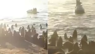 El video del hombre que paseó en moto de agua cerca de lobos marinos y generó indignación en Mar del Plata