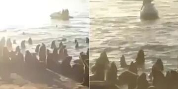 El video del hombre que paseó en moto de agua cerca de lobos marinos y generó indignación en Mar del Plata