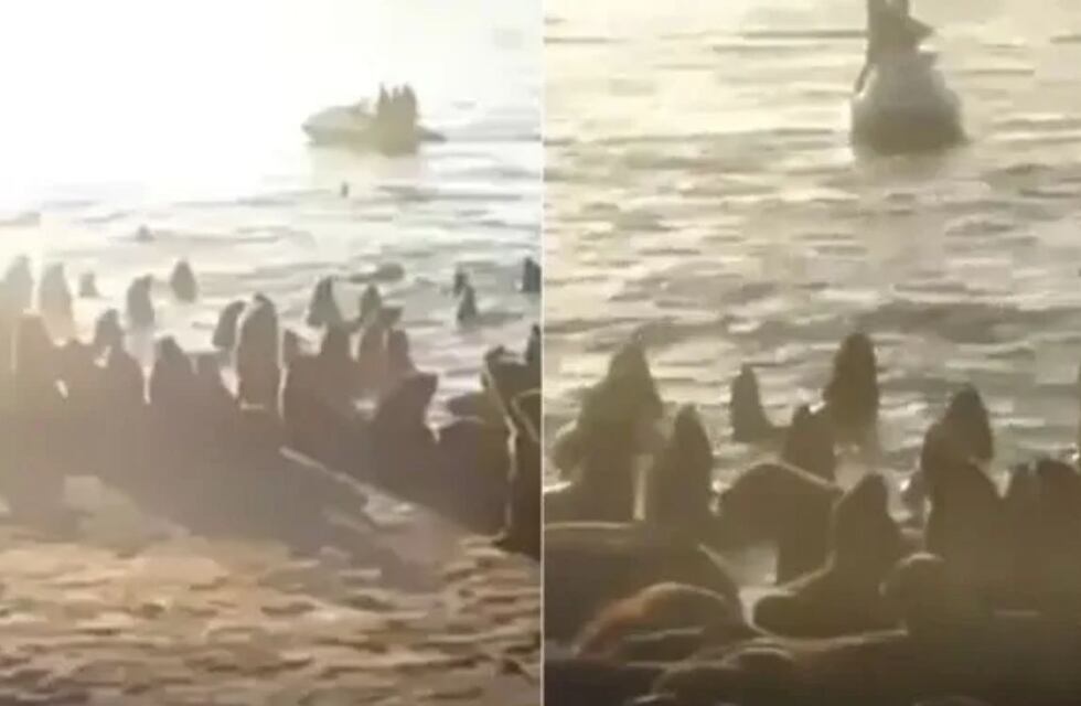 El video del hombre que paseó en moto de agua cerca de lobos marinos y generó indignación en Mar del Plata