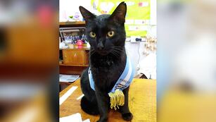 Bodoque, el gato abanderado que enamoró a una escuela de Neuquén.