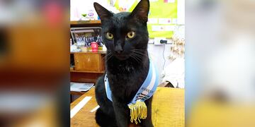 Bodoque, el gato abanderado que enamoró a una escuela de Neuquén.