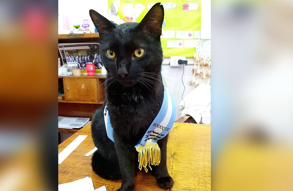 El abanderado más lindo: Bodoque, el gatito neuquino que se ganó el cariño de toda su escuela