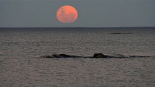 Las imágenes excepcionales que tomó el instagramer patagónico.