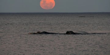 Las imágenes excepcionales que tomó el instagramer patagónico.
