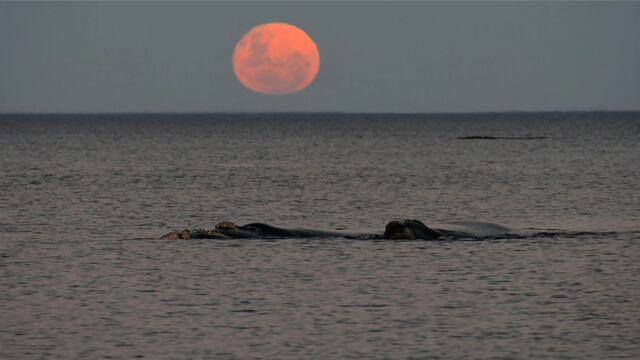 Las imágenes excepcionales que tomó el instagramer patagónico.