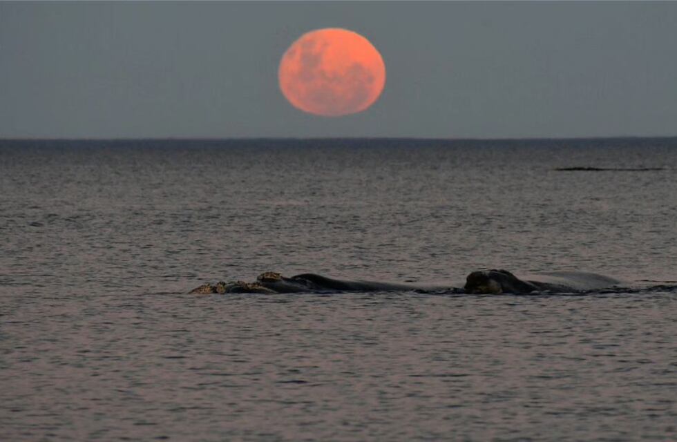 Un fotógrafo consiguió el más impresionante video de ballenas en Puerto Madryn nadando junto a la luna llena