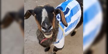 Conocé la historia de Vilma, la cabra neuquina: es tiktoker y buscan que sea la mascota de la Selección Argentina