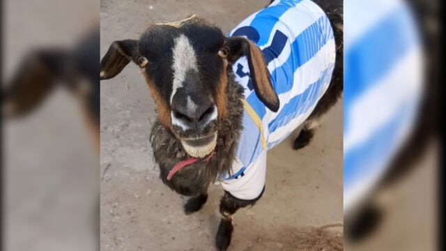 Conocé la historia de Vilma, la cabra neuquina: es tiktoker y buscan que sea la mascota de la Selección Argentina