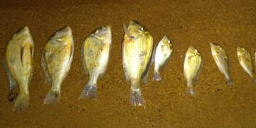 Hallan una serie de peces muertos en El Brete de la ciudad de Posadas.