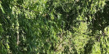 Ibicuy turismo: Histórico boom turístico en el Delta entrerriano