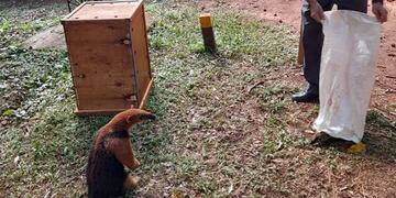Un tamanduá y un coatí fueron rescatados en Eldorado.