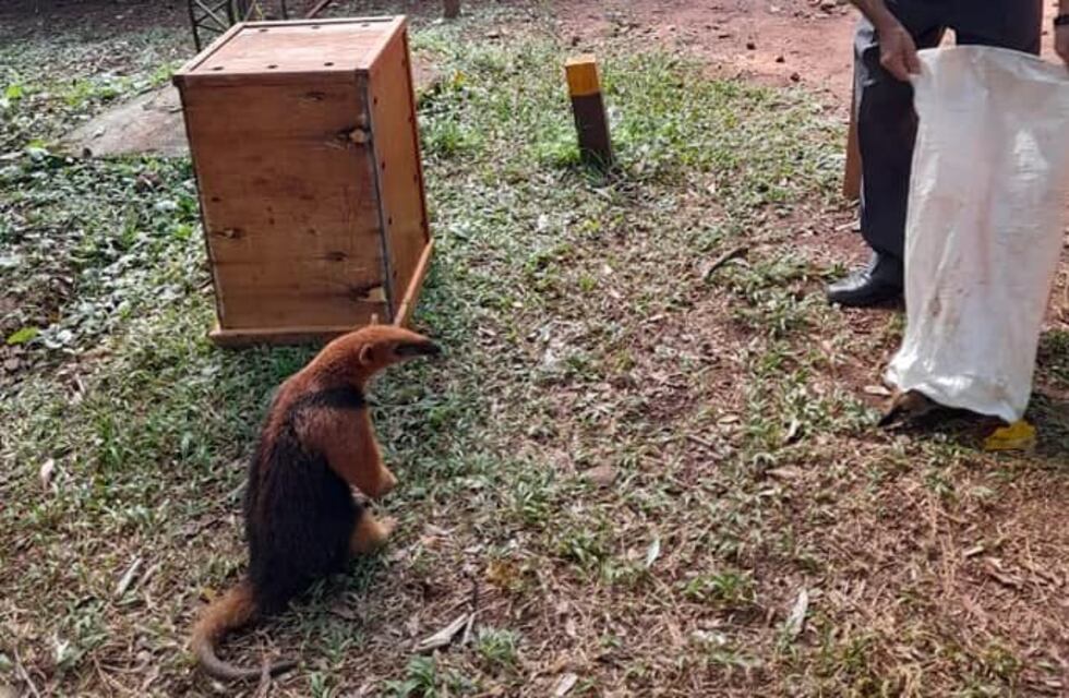 Un tamanduá y un coatí fueron rescatados en Eldorado