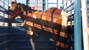 Registraron en Uruguay el primer caso de encefalitis equina, el virus que también puede afectar a humanos.