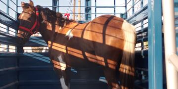 Registraron en Uruguay el primer caso de encefalitis equina, el virus que también puede afectar a humanos.