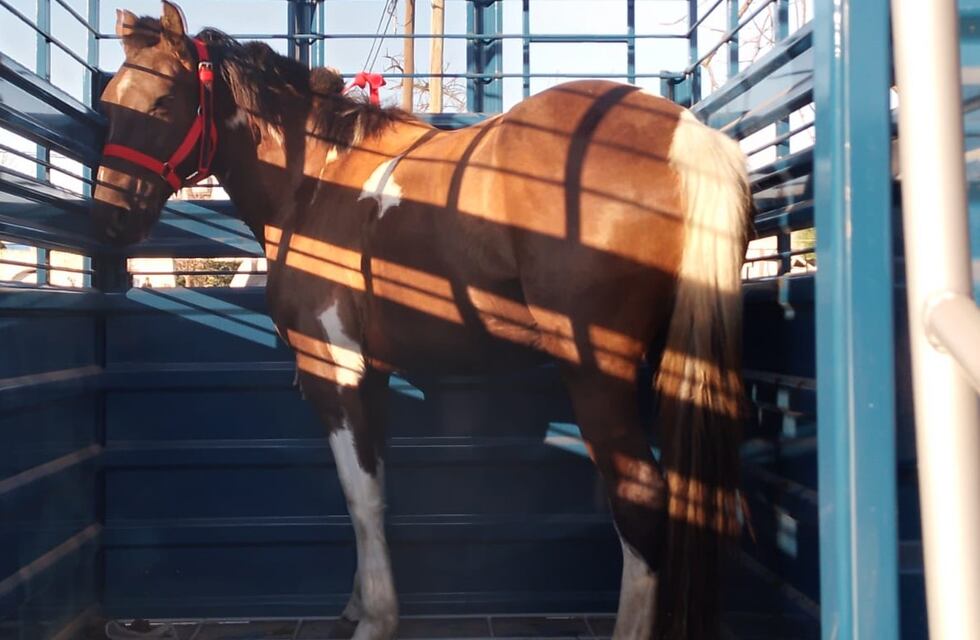 Registraron en Uruguay el primer caso de encefalitis equina, el virus que también puede afectar a humanos
