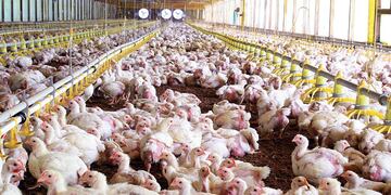 China vuelve a comprar pollo y habilitó la importación de frutos secos de la Argentina