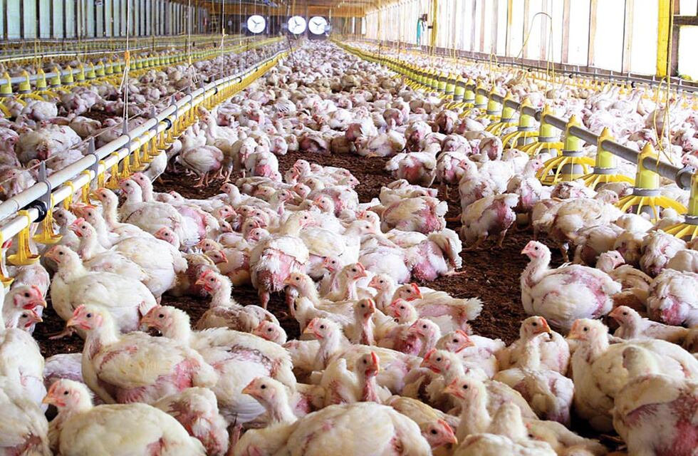 China reabre su mercado para la avicultura y la nuez pecán de Entre Ríos