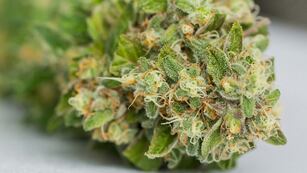 El sujeto tenía una inconmensurable cantidad de drogas en su casa. (Pexels)