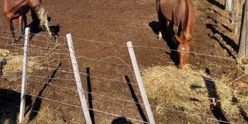 Caballos sueltos, un problema en Rafaela