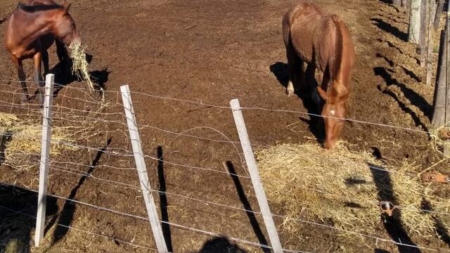 Caballos sueltos, un problema en Rafaela