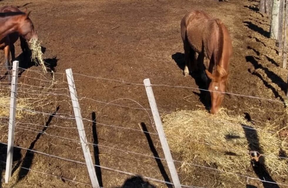 Desconocidos sabotearon los corrales municipales al forzar los portones, liberando a los caballos secuestrados