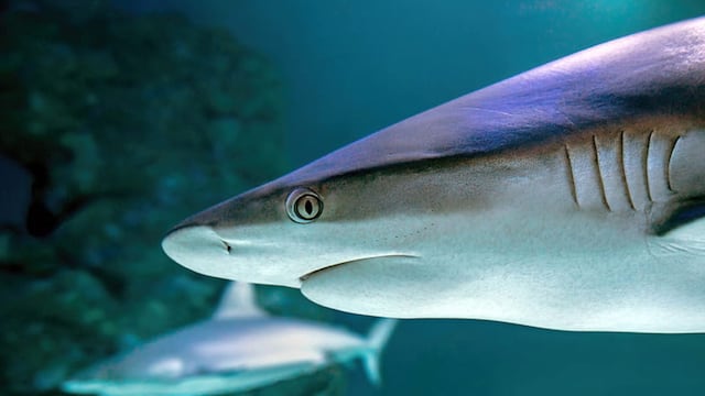 Sin miedo al éxito: el pez dentista que protege la dentadura de los tiburones más grandes del océano