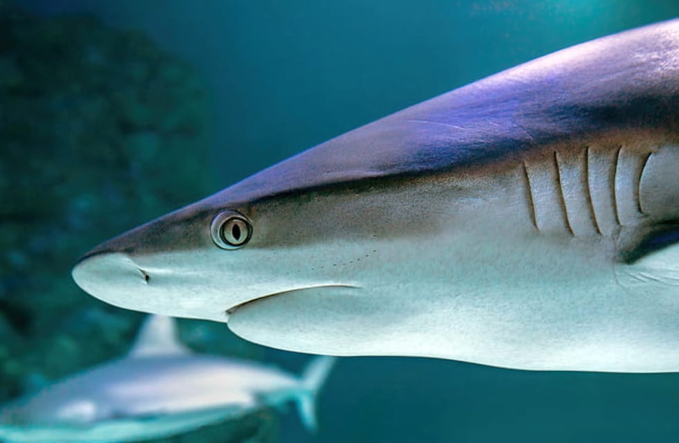 Sin miedo al éxito: así es el pez dentista que protege la dentadura de los tiburones más grandes del océano