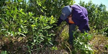 Confeccionarán padrón de tareferos para continuidad de cobro de beneficios sociales en interzafra.
