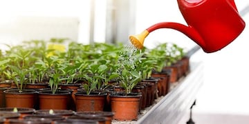 El fanatismo por las plantas crece en hogares de todo tipo y refleja una tendencia en alza.