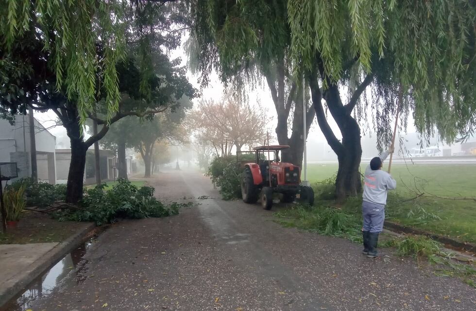 Poda para despejar luminarias en barrio Fasoli