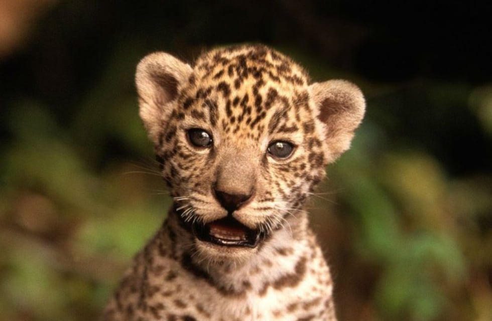 Cumplen 3 meses los primeros cachorros yaguaretés nacidos en libertad dentro del Parque Iberá tras su extinción