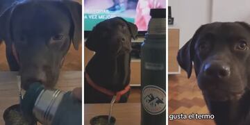 Tuvo un accidente con el termo de agua caliente y ahora su perro odia el mate.
