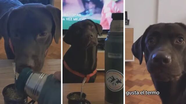 Tuvo un accidente con el termo de agua caliente y ahora su perro odia el mate.