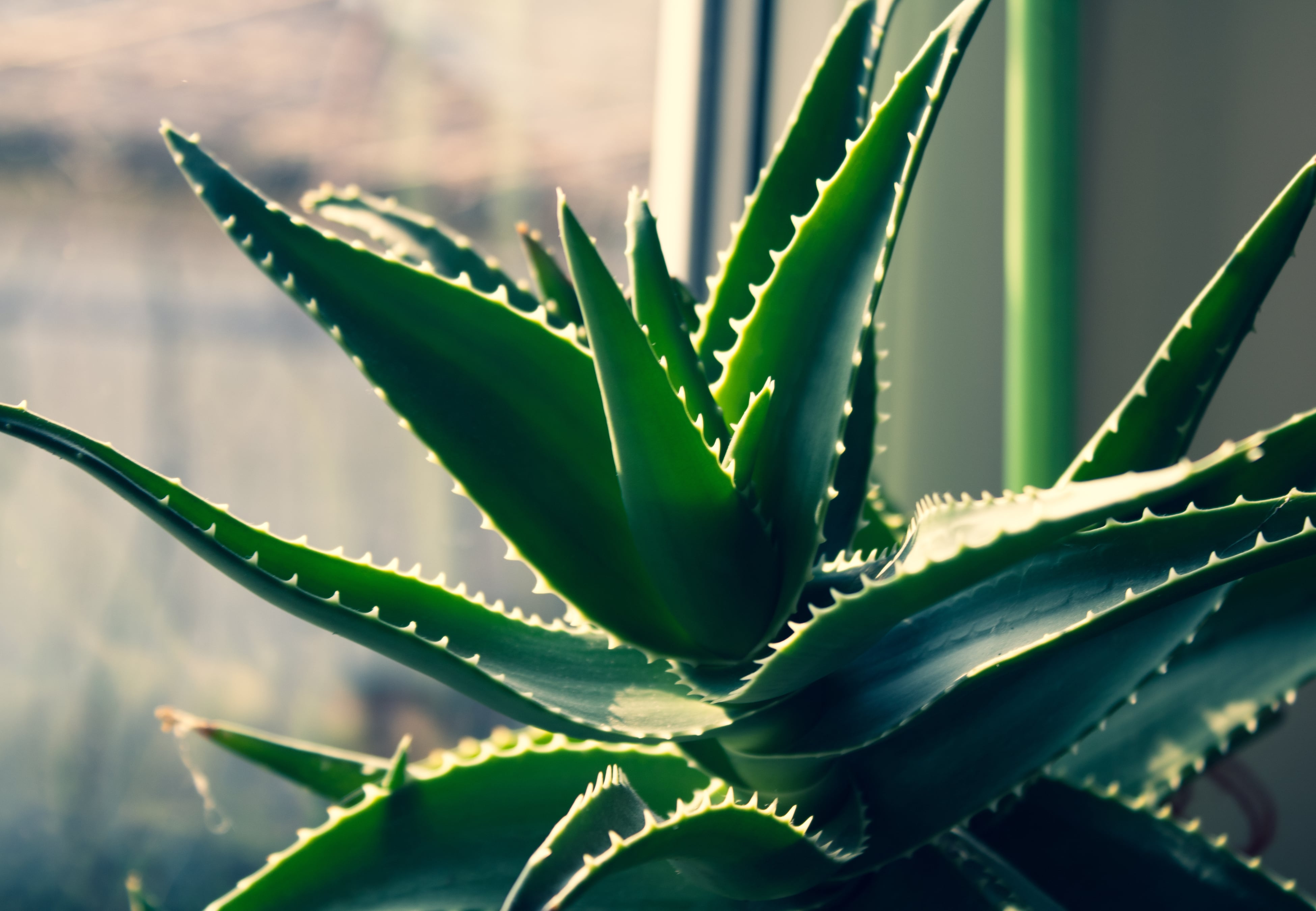 Aloe Vera.