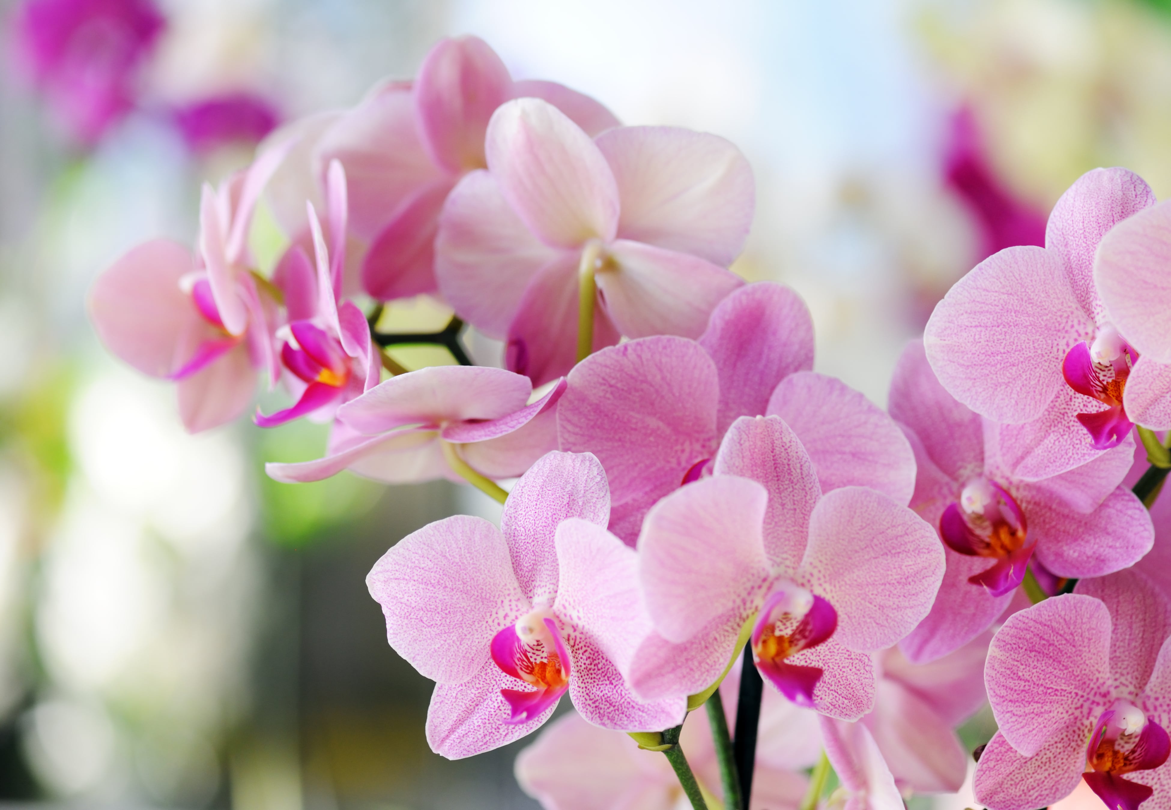 Orquídeas.