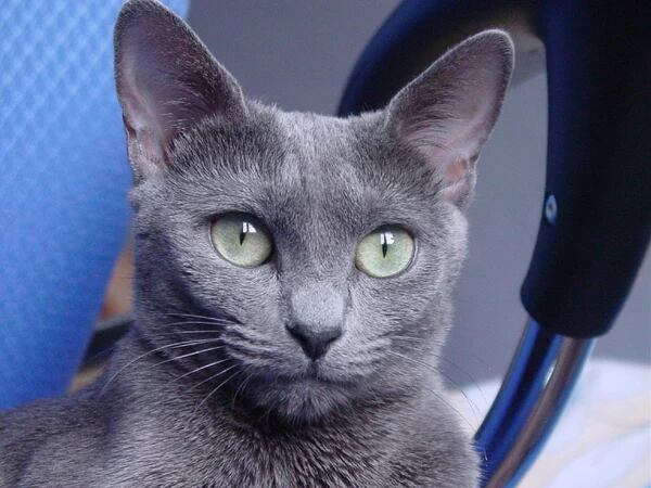 El gato viral que sorprendió en redes y generó debate ¿Es de color azul?