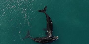 Las ballenas mostraron sus dotes para bailar en el mar.