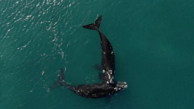 Las ballenas mostraron sus dotes para bailar en el mar.
