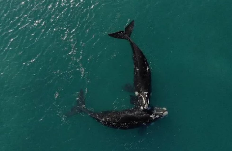 Video: dos ballenas montaron un espectáculo para la gente frente al Cerro Chenque en Comodoro