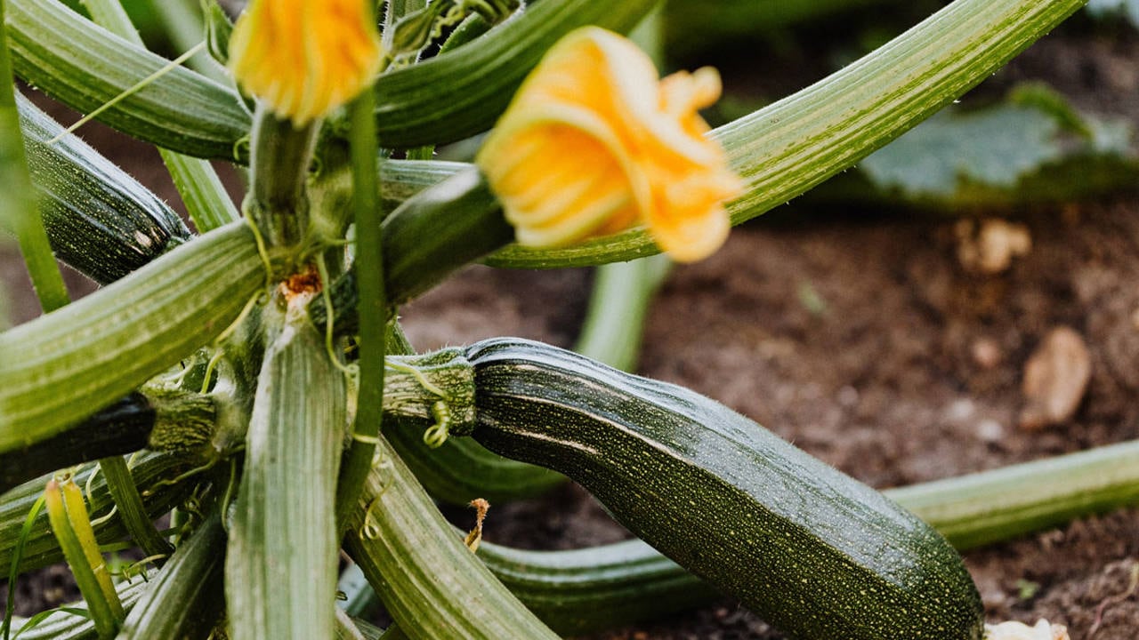 zucchini para sembrar en septiembre
