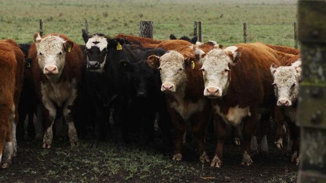 SANIDAD. Comenzó a regir el plan de erradicación de la brucelosis bovina. (Prensa Senasa)