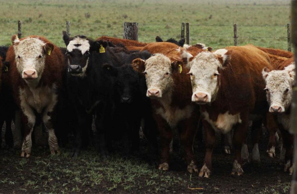 Plan nacional de control y erradicación de la brucelosis bovina