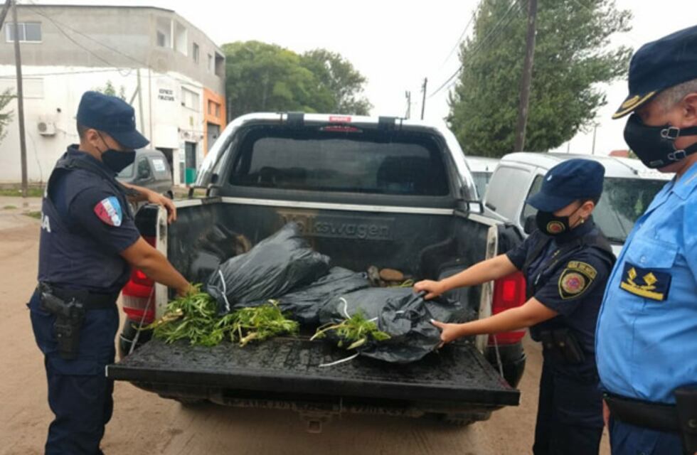 Evadió un control policial, lo detuvieron y le descubrieron plantas de marihuana