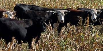El peso medio por animal faenado siguió creciendo en los últimos meses.